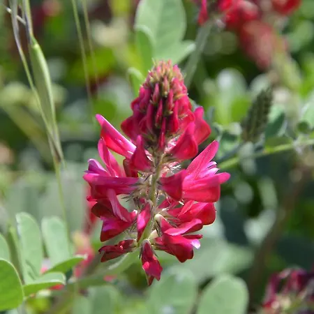 Phalesia מלון פיומבינו