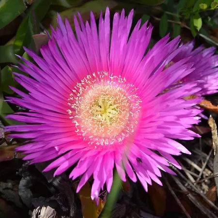 Phalesia פיומבינו